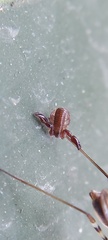 Pseudoscorpiones