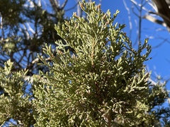 Juniperus deppeana
