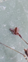 Pseudoscorpiones
