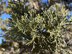 Juniperus deppeana