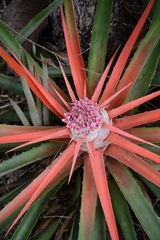 Bromelia goyazensis