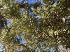 Juniperus deppeana
