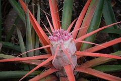 Bromelia goyazensis