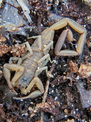 Centruroides hentzi