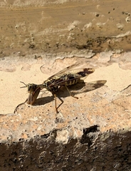 Paramantispa decorata