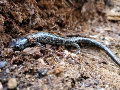 Plethodon grobmani