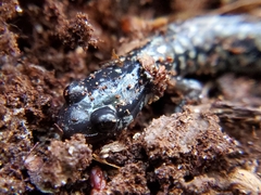 Plethodon grobmani
