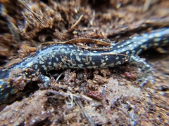 Plethodon grobmani