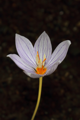 Crocus pulchellus