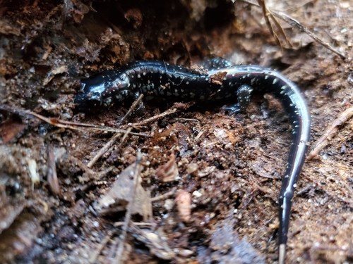 Southeastern Slimy Salamander