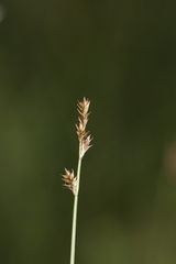Carex sterilis