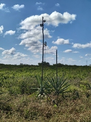 Agave vivipara