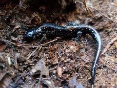 Plethodon grobmani