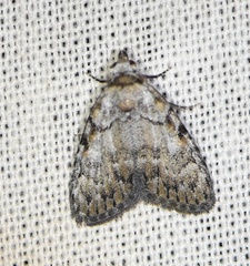 Meganola strigula
