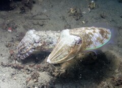 Sepia plangon