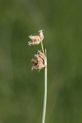 Schoenoplectus acutus