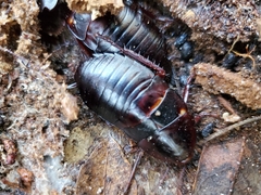 Eurycotis floridana