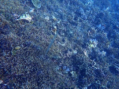 Fistularia commersonii