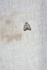 Meganola strigula