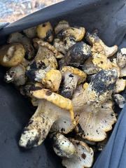 Cantharellus californicus