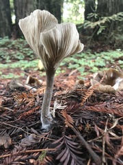 Pseudoclitocybe cyathiformis
