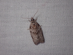Isotenes miserana