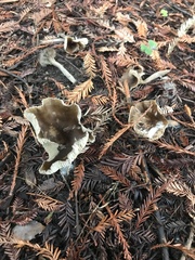 Pseudoclitocybe cyathiformis