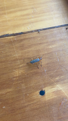 Parisopalpus nigronotatus