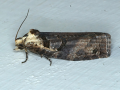 Cryptoptila australana