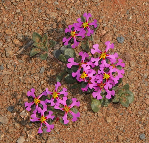 Image of Zaluzianskya violacea by (c) desertnaturalist, some rights reserved (CC BY)