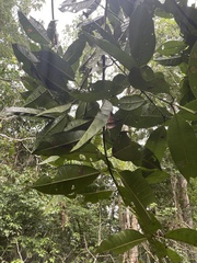 Pimenta dioica