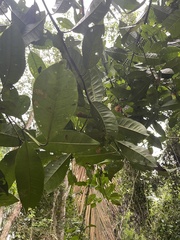 Pimenta dioica