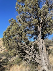 Juniperus deppeana