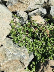 Vasconcellea chilensis