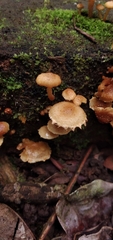Pholiota oblita