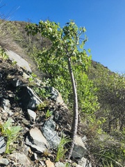 Vasconcellea chilensis