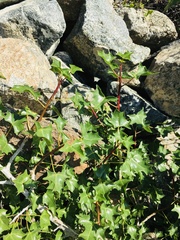 Vasconcellea chilensis