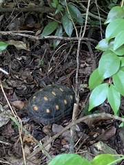 Chelonoidis carbonarius