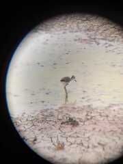 Himantopus mexicanus