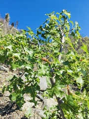 Vasconcellea chilensis