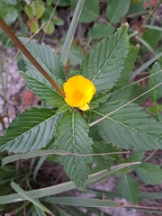 Turnera ulmifolia