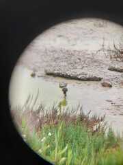 Himantopus mexicanus