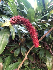 Costus comosus