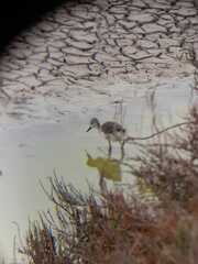 Himantopus mexicanus