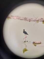 Himantopus mexicanus