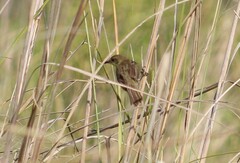 Pseudocolopteryx flaviventris