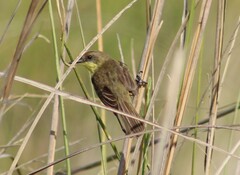 Pseudocolopteryx flaviventris