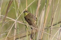 Pseudocolopteryx flaviventris