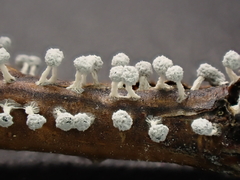 Didymium squamulosum