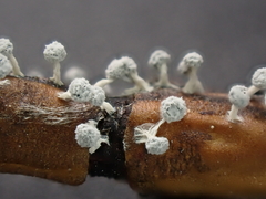Didymium squamulosum